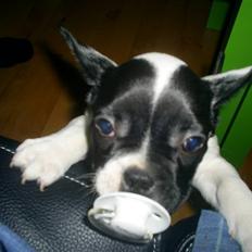 Fransk bulldog Bandi