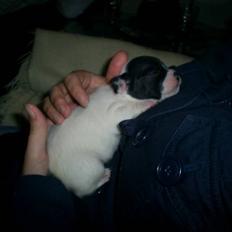 Fransk bulldog Bandi