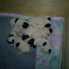 Fransk bulldog Bandi