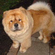 Chow chow Fuh-Thu-chow Inka-Rose