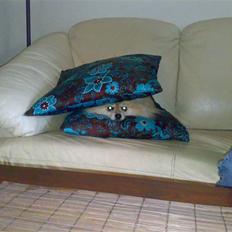 Pomeranian Gismo *R.I.P. 2016*