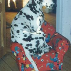 Dalmatiner Bell-A-Mir's Babuska*RIP*