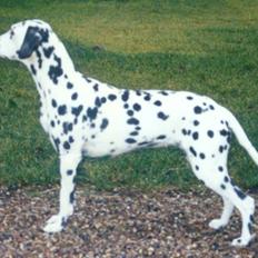 Dalmatiner Bell-A-Mir's Babuska*RIP*