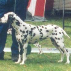 Dalmatiner Bell-A-Mir's Babuska*RIP*