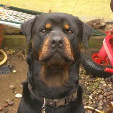 Rottweiler ANTON <3 R.I.P <3
