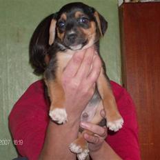 Dansk svensk gaardhund King