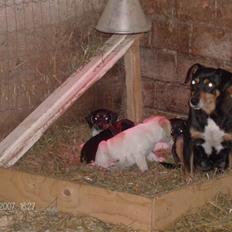 Dansk svensk gaardhund King