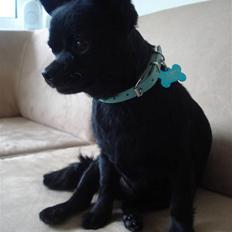 Chihuahua Birkedals Hej Du Lille