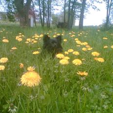 Chihuahua Birkedals Hej Du Lille