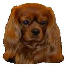 Cavalier king charles spaniel Canis