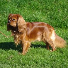 Cavalier king charles spaniel Canis