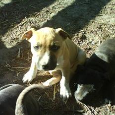 Amerikansk staffordshire terrier Ziggy