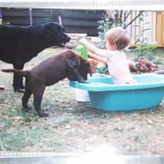 Labrador retriever Willi * aflivet :'( *