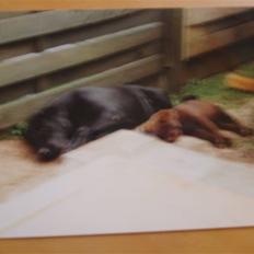 Labrador retriever Willi * aflivet :'( *