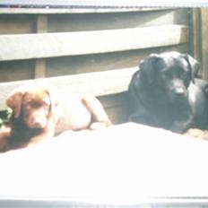 Labrador retriever Willi * aflivet :'( *