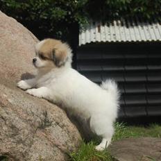 Tibetansk spaniel <3 Rewa <3 