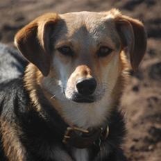 Blanding af racer Buffy 