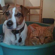 Blanding af racer Plet