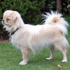 Tibetansk spaniel <3 Pempa <3