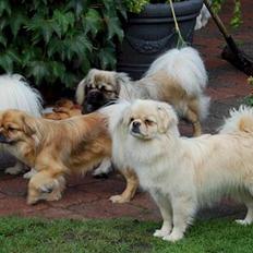 Tibetansk spaniel <3 Pempa <3