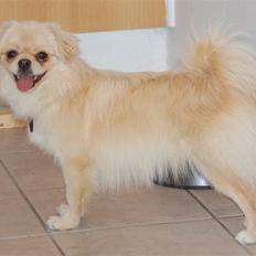 Tibetansk spaniel <3 Pempa <3