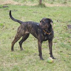 Blanding af racer Sasha - Meget savnet