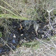 Blanding af racer Sasha - Meget savnet