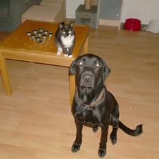 Blanding af racer Klunte