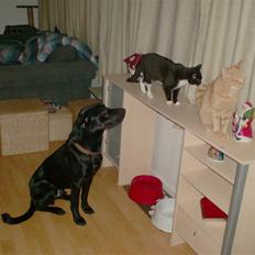 Blanding af racer Klunte