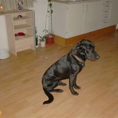 Blanding af racer Klunte