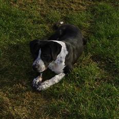 Blanding af racer Raja - Meget savnet