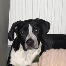 Blanding af racer Raja - Meget savnet