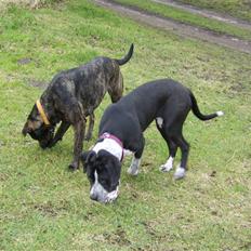 Blanding af racer Raja - Meget savnet