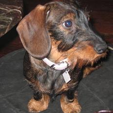 Gravhund Tilla