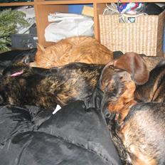 Gravhund Tilla