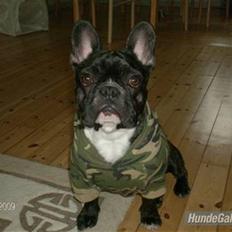 Fransk bulldog Sumo