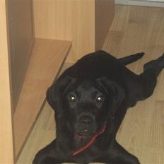 Blanding af racer Laika