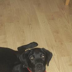 Blanding af racer Laika