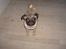 Mops Perle