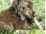 Cocker spaniel Joe - *24-4-08*