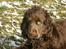 Cocker spaniel Joe - hvad siger du?? kan du ikke li min frisure??