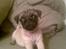 Mops Perle