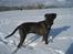 Blanding af racer Baloo - Se hvor flot jeg er blevet :o)