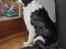 Border collie Eira (aflivet):O( - smukke Eira