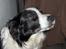 Border collie Eira (aflivet):O( - når....;O)