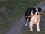 Border collie Eira (aflivet):O( - Eira elskede at lege med pind