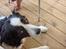 Border collie Eira (aflivet):O(