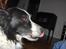 Border collie Eira (aflivet):O( - haha