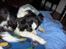 Border collie Eira (aflivet):O( - eira billeder i dynen