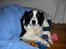 Border collie Eira (aflivet):O( - eira med en blomst